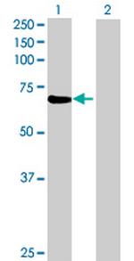 KIAA1972 Polyclonal Antibody, MaxPab™