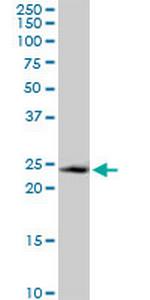 GADD45GIP1 Polyclonal Antibody, MaxPab™