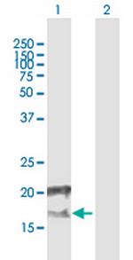 CCDC126 Polyclonal Antibody, MaxPab™