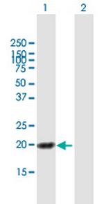 HN1L Polyclonal Antibody, MaxPab™