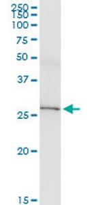 IL33 Monoclonal Antibody (2D8)