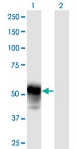 ESAM Polyclonal Antibody, MaxPab™