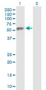 ESAM Polyclonal Antibody, MaxPab™