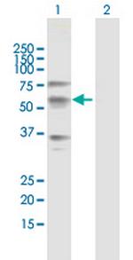 CREB3L1 Polyclonal Antibody, MaxPab™