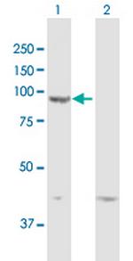 DPP9 Polyclonal Antibody, MaxPab™