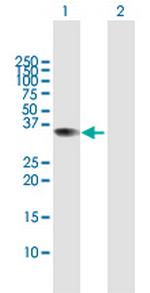 C9orf30 Polyclonal Antibody, MaxPab™