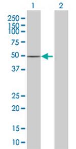 CCDC16 Antibody in Western Blot (WB)