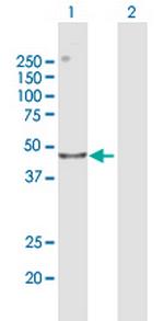 CENPL Polyclonal Antibody, MaxPab™