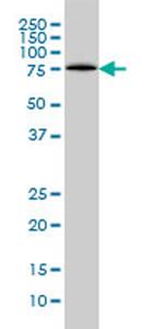 LONRF1 Antibody in Western Blot (WB)