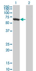 WDR20 Monoclonal Antibody (1D10)
