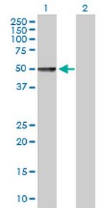 CHRDL1 Polyclonal Antibody, MaxPab™