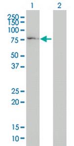 COG7 Monoclonal Antibody (3G4-1B3)