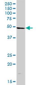 MTDH Antibody in Western Blot (WB)
