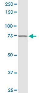 MTDH Antibody in Western Blot (WB)