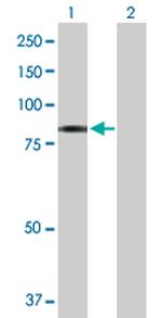 MTDH Antibody in Western Blot (WB)