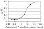 MRPS36 Antibody in ELISA (ELISA)