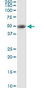 STRADA Polyclonal Antibody, MaxPab™