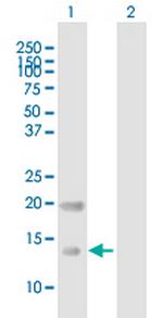 CRB3 Antibody in Western Blot (WB)