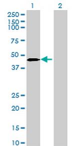 MGC13138 Polyclonal Antibody, MaxPab™