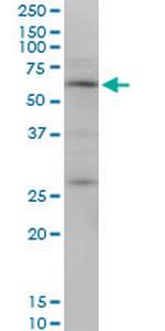 OTOP2 Monoclonal Antibody (4F6)