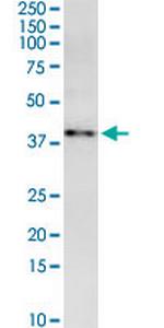 MARCH9 Antibody in Western Blot (WB)