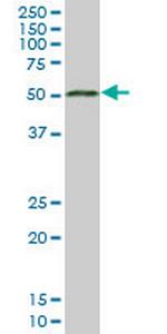 MGC21874 Monoclonal Antibody (3F3)