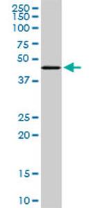 MGC21874 Antibody in Western Blot (WB)