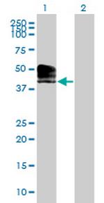 ACPT Polyclonal Antibody, MaxPab™