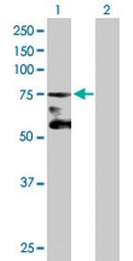 ACRC Polyclonal Antibody, MaxPab™