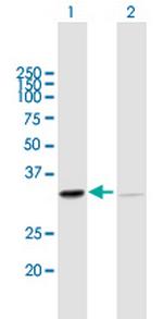 SFXN1 Polyclonal Antibody, MaxPab™