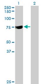 SYTL3 Polyclonal Antibody, MaxPab™