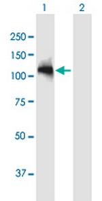 ARHGAP12 Polyclonal Antibody, MaxPab™