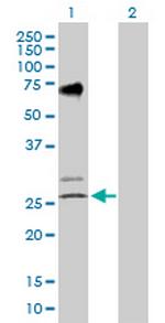 EGLN3 Polyclonal Antibody, MaxPab™