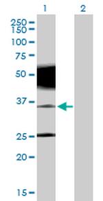 PRRT2 Polyclonal Antibody, MaxPab™
