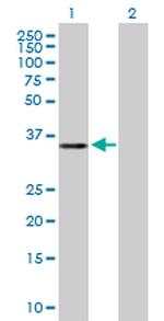 MGC16943 Antibody in Western Blot (WB)