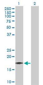 IL17F Antibody in Western Blot (WB)
