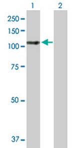 LARP4 Antibody in Western Blot (WB)