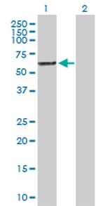 TOE1 Polyclonal Antibody, MaxPab™