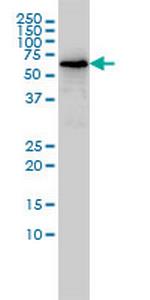 TOE1 Monoclonal Antibody (1D8)