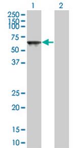 TOE1 Monoclonal Antibody (1D4)