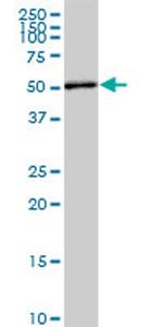 TOE1 Antibody in Western Blot (WB)