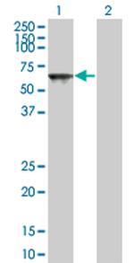 TOE1 Antibody in Western Blot (WB)
