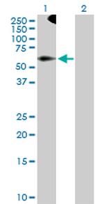 TRIM9 Polyclonal Antibody, MaxPab™