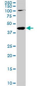 PALM2 Monoclonal Antibody (1A8)