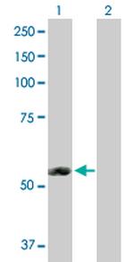 ERMAP Polyclonal Antibody, MaxPab™