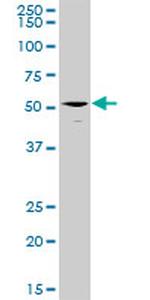 ERMAP Antibody in Western Blot (WB)