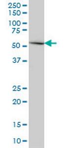ERMAP Monoclonal Antibody (6F8)