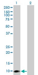 COP1 Polyclonal Antibody, MaxPab™