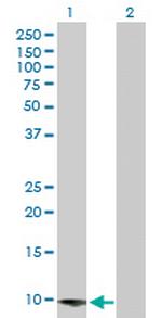 COP1 Polyclonal Antibody, MaxPab™