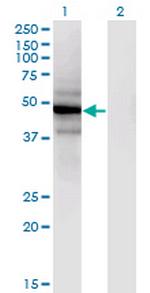 SLC25A25 Antibody in Western Blot (WB)